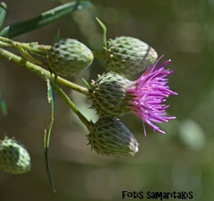 Ptilostemon chamaepeuce