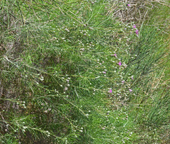 Ptilostemon chamaepeuce