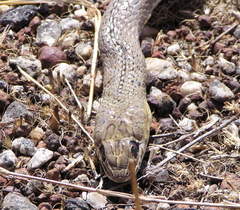 Psammophis lineatus