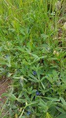 Lupinus micranthus
