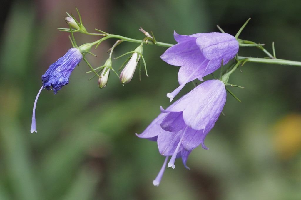 Ladybells