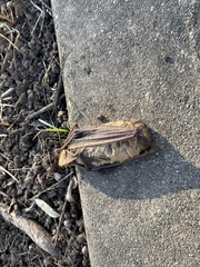 Lasiurus intermedius