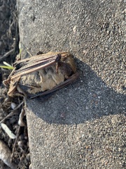 Lasiurus intermedius