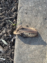 Lasiurus intermedius