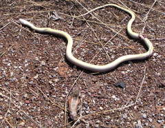 Psammophis lineatus