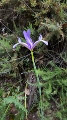 Iris xiphium