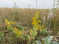 Solidago mollis