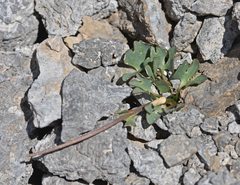 Ranunculus brevifolius