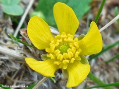 Ranunculus bullatus