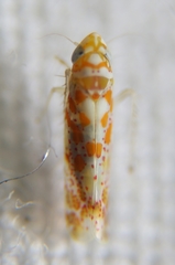 Dikrella maculata