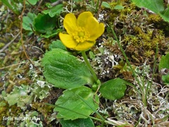 Ranunculus bullatus