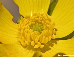 Ranunculus creticus