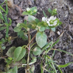 Stellaria media