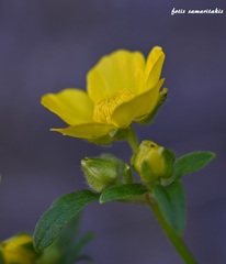 Ranunculus creticus
