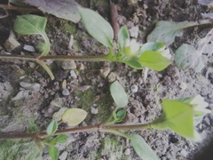 Stellaria media
