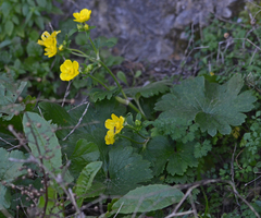 Ranunculus creticus
