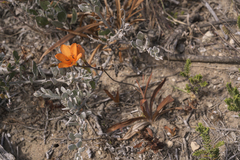 Tritonia deusta miniata