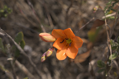 Tritonia deusta miniata