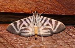 Spilomela perspicata