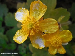 Ranunculus cupreus