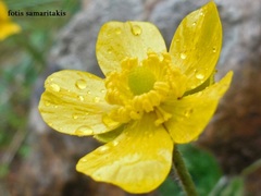 Ranunculus cytheraeus
