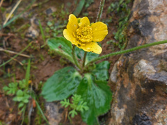 Ranunculus cytheraeus
