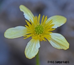 Ranunculus gracilis
