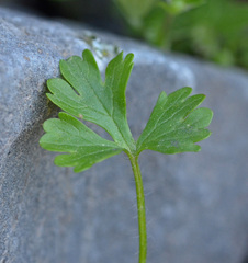 Ranunculus gracilis