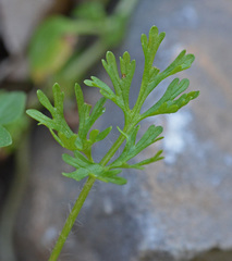 Ranunculus gracilis