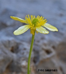Ranunculus gracilis