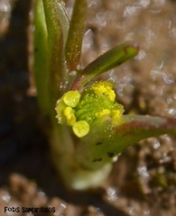 Ranunculus lateriflorus