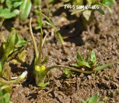 Ranunculus lateriflorus