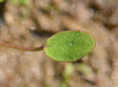 Ranunculus lateriflorus