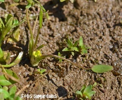 Ranunculus lateriflorus