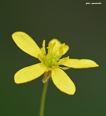 Ranunculus marginatus