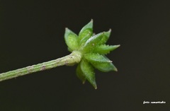 Ranunculus marginatus