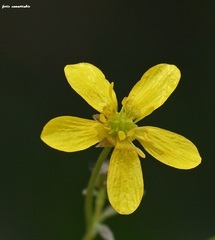 Ranunculus marginatus