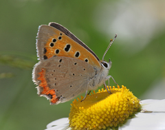 Lycaena phlaeas baralacha