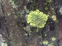 Xanthoria parietina