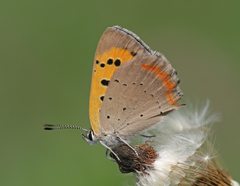 Lycaena phlaeas baralacha