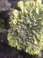 Xanthoria parietina
