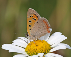 Lycaena phlaeas baralacha