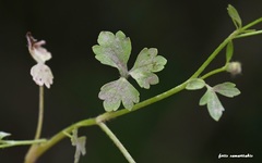 Ranunculus marginatus