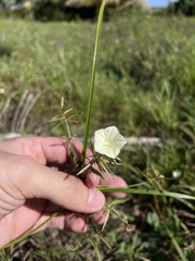Xenostegia tridentata