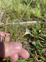 Xenostegia tridentata