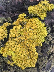 Xanthoria parietina