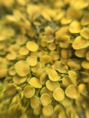Xanthoria parietina