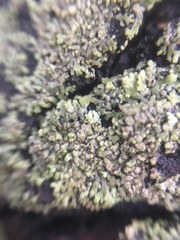 Physciaceae