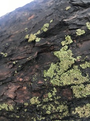 Physciaceae
