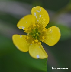 Ranunculus neapolitanus